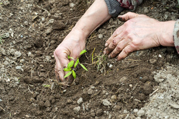 Close up of farmer's hands planting tomato seedling in soil in organic field. Garden work in spring. Traditional agriculture.