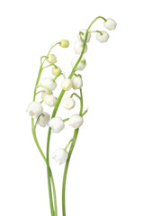 Beautiful fragrant lily-of-the-valley flowers isolated on white