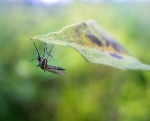 A blood-sucking mosquito swings on a blade of grass