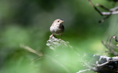 Up close with a house wren in Oregon
