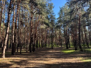 forest with rows of pine trees rising among empty winding paths. Pine trees lined the paths in the...