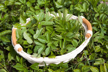 Aegopodium podagraria in a white basket during collection