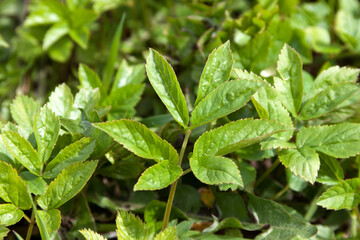 Podagraria at the beginning of growth