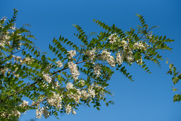 Kwitnąca Robinia akacjowa na wiosnę. 