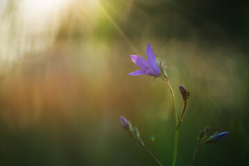 Fioletowe kwiaty dzwonka na łące. © Elżbieta Kaps