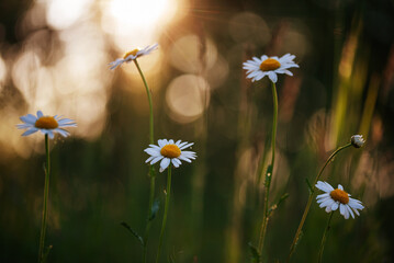 Piękne białe kwiaty margarytki na łące o zachodzie słońca. © Elżbieta Kaps