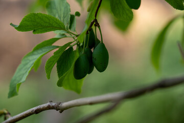 Close-Up of Fresh Young Plum Fruits Growing on Branch