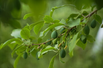 Close-Up of Fresh Young Plum Fruits Growing on Branch