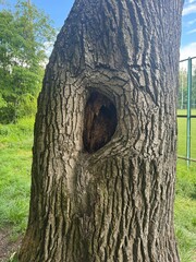 Obraz premium tree hollow. Close-up of an old tree trunk with a hollow