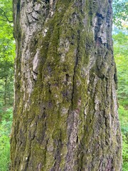 moss on tree bark