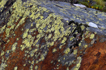 The map lichen (Rhizocarpon geographicum) on a rock