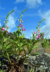 The toxic foxglove plant (Digitalis purpurea) with flowers © Jon Benedictus