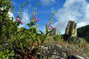 The toxic foxglove plant (Digitalis purpurea) with flowers © Jon Benedictus