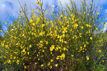 The common broom shrub (Cytisus scoparius) with its yellow flowers