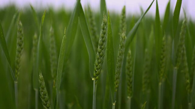 Zeitlupenaufnahme eines Weichweizenfeldes w&auml;hrend eines Sommerregens in HDR