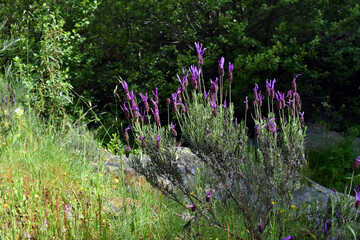 Purple flowers of Spanish Lavender (Lavandula pedunculata)