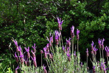 Purple flowers of Spanish Lavender (Lavandula pedunculata)