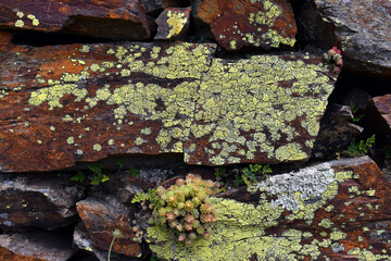The map lichen (Rhizocarpon geographicum) on a rock