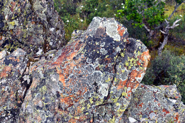 Various crustose lichens growing on rocks