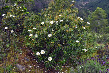 The Mediterranean shrub Cistus ladanifer with its white flowers in spring
