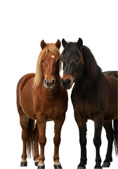 Fototapeta premium Isolated PNG Image Two Brown Horses Animal Pair Wildlife Together
