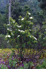 The Mediterranean shrub Cistus ladanifer with its white flowers in spring