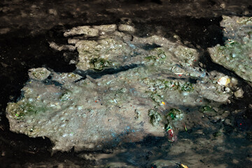 Blooming of green algae on the surface of the pond. A pattern of clusters of living and dead plants formed on the stagnant surface