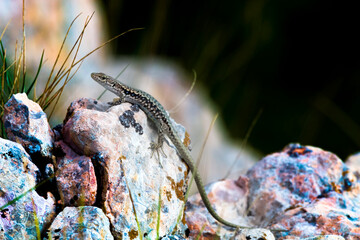 Rocks with colorful patches of lichen Geographic rhizocarps (Rhizocarpon geographicum) and English...