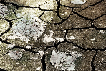 A dismal picture of a dried-up pond. A cracked dirty surface on which the first pollution-tolerant plants appear