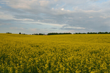 A blooming yellow rapeseed field under a blue sky at sunset. An annual oilseed plant of the cabbage...
