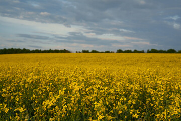 A blooming rapeseed field under a cloudy sky at sunset. An annual oilseed plant of the cabbage family, which is widely used in the food industry, agriculture, and biofuel production.