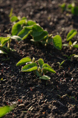 Young green soybean sprouts grow in fertile soil under the sun. It is a legume and oilseed crop that is widely used in the food industry and agriculture.
