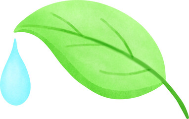 Green Leaf with Water Drop