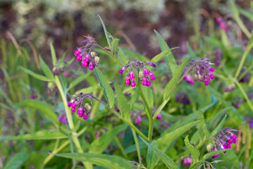 Common comfrey, Symphytum officinale purple flowers closeup selective focus