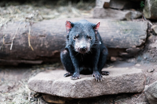 Tasmanian Devil sitting on top of a flat rock
