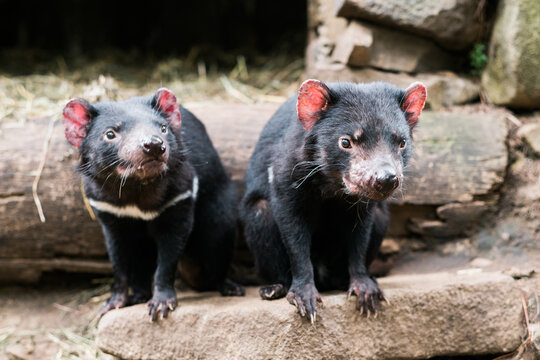 Two Tasmanian Devils on a Rock