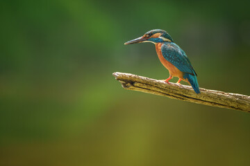 Common kingfisher perched above clear river