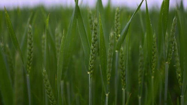 Zeitlupenaufnahme eines Weichweizenfeldes w&auml;hrend eines Sommerregens in HDR