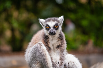 Fototapeta premium A shot of ring tailed lemur resting on a tree branch during sunny day in the zoo. High quality photo