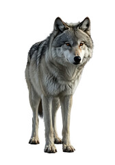 Fototapeta premium Isolated Portrait of a Majestic Grey Wolf Animal on Transparent Background