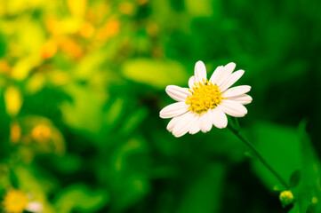 White color daisy flower with green leaf background.