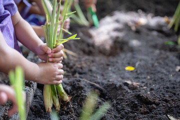Children plant lemongrass in rich garden soil with their bare hands. This gardening scene...