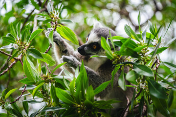 A shot of ring tailed lemur resting on a tree branch during sunny day in the zoo. High quality photo