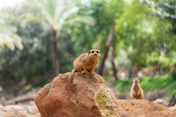 The meerkat or suricate is a small mongoose found in southern Africa. Suricata up on a rock High quality photo