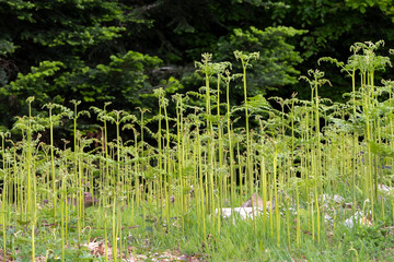 Jeunes fougères entrain de pousser au printemps dans les Vosges