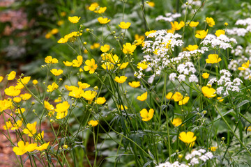 fleurs jaunes et blanches de prairies en gros plan