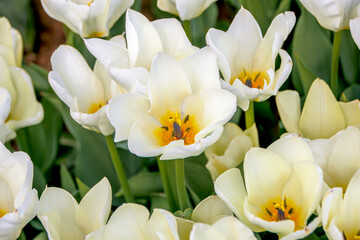 selective shot white tulips in a garden