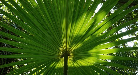 Obraz premium Close-up of a vibrant green palm leaf with radiating pattern, showcasing its intricate details and textures in natural sunlight, creating a tropical and exotic botanical scene