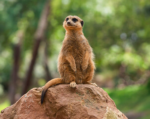 The meerkat or suricate is a small mongoose found in southern Africa. Suricata up on a rock High quality photo