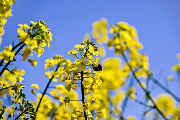 A bee pollinating a plant in a field of yellow rapeseed (Brassica napus) flowers.